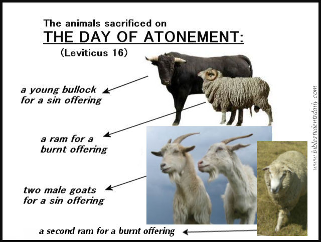 The Animals Sacrificed ON the DAY of ATONEMENT.jpg
