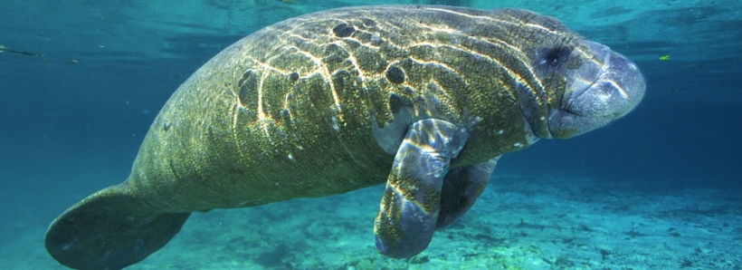 The Manatee - for the Tabernacle's fourth covering.jpg