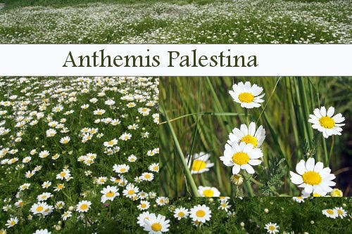 Anthemis Palestina.jpg
