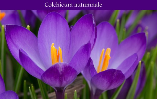 Colchicum Autumnale.jpg
