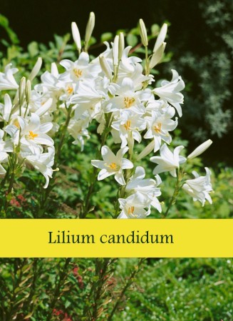 Lilium Candidum.jpg