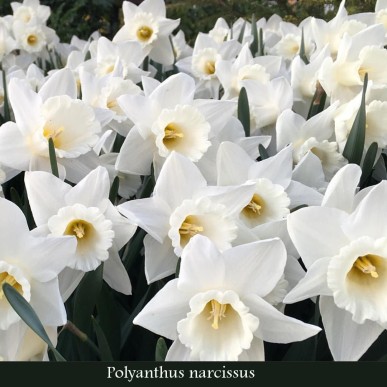 Polyanthus Narcissus