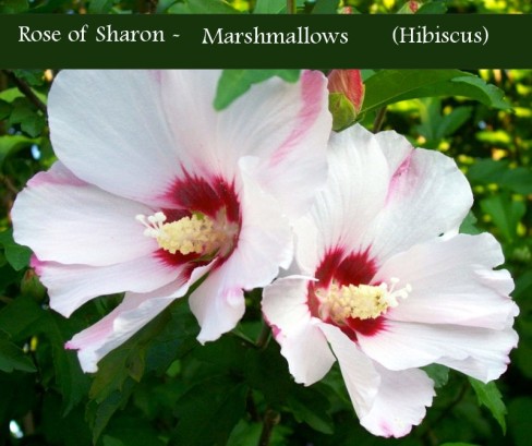 Rose of Sharon - Hibiscus