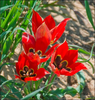 Tulipa Agenensis - Sharon Tulip.jpg